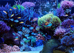 Mixed Coral Reef