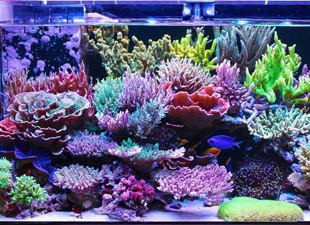 Stony Coral Reef