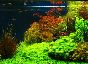 Planted Freshwater