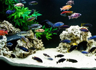 African Cichlids