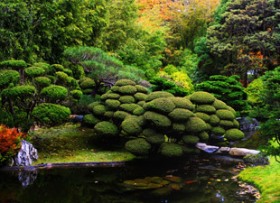 Koi Ponds